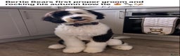 Sheepadoodle dogs for sale: Medium Size Sheepadoodle F1b.  - Advert 28