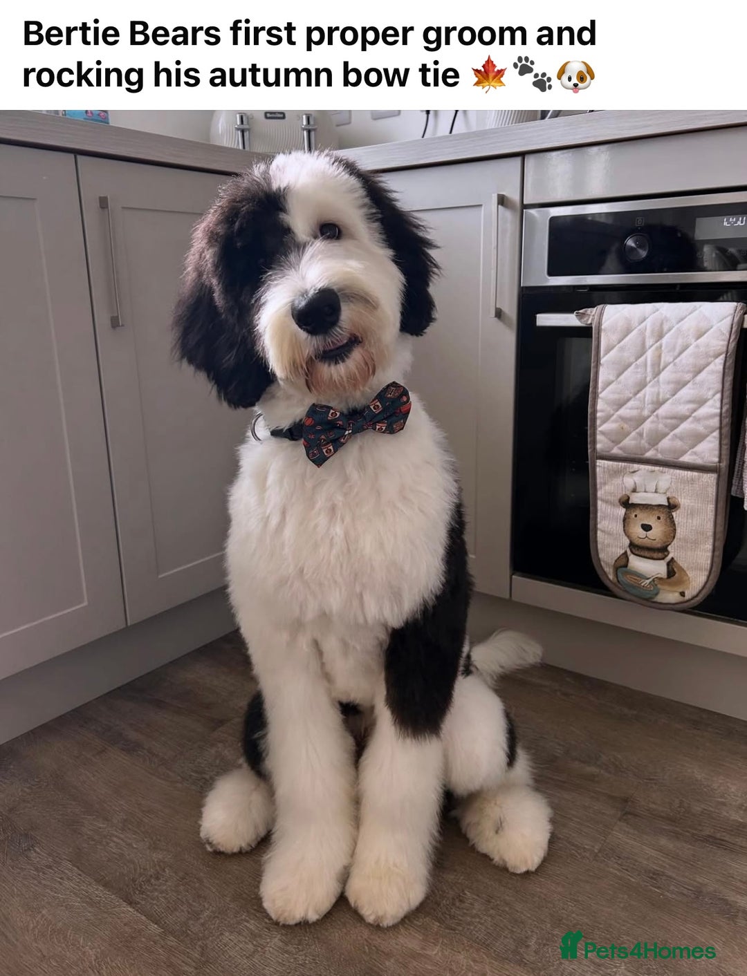 Sheepadoodle dogs for sale: Medium Size Sheepadoodle F1b.  - Advert 28