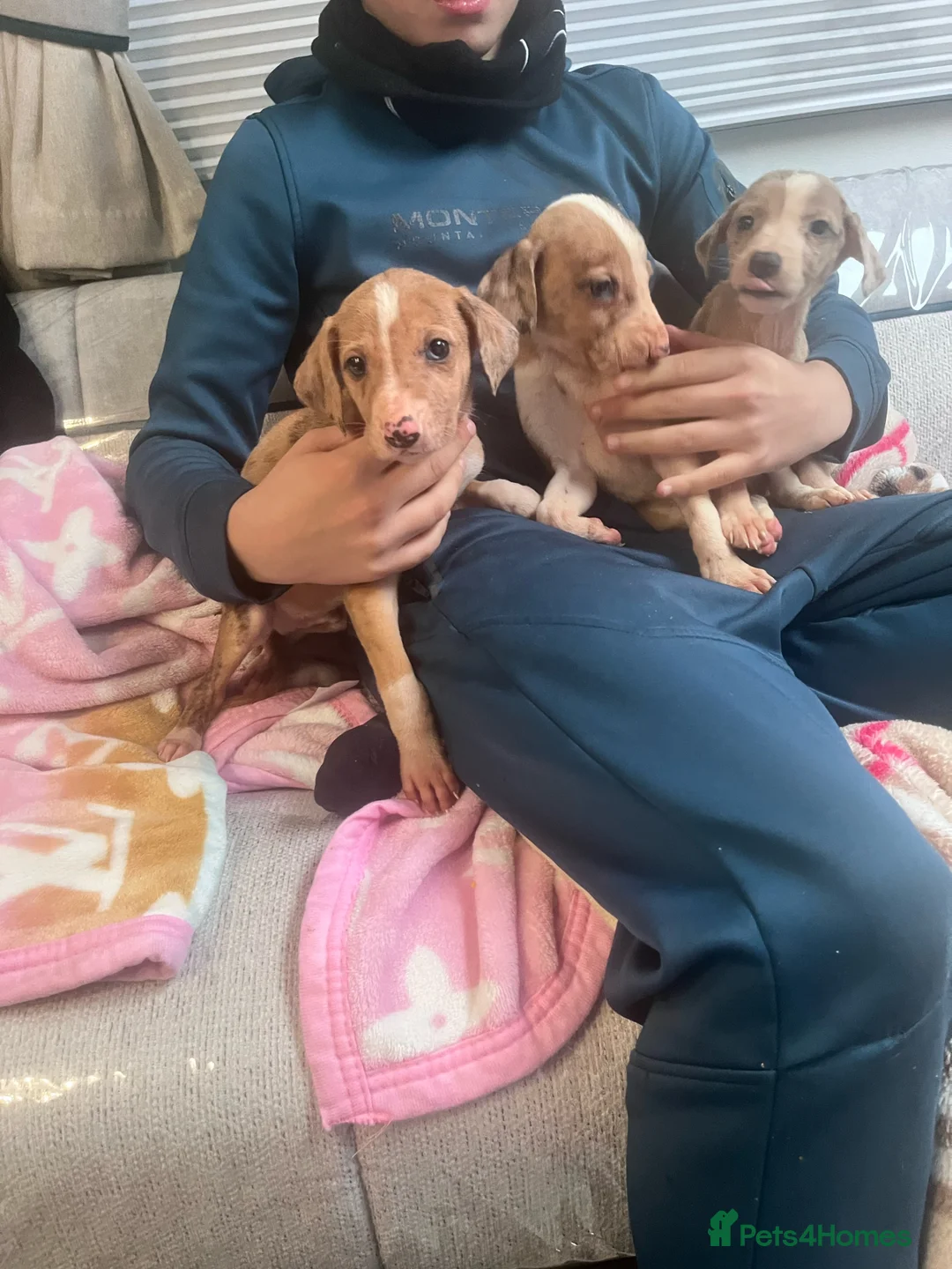 Saluki dogs for sale: Saluki puppies ready now  - Advert 12