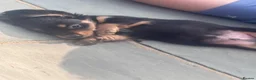 Miniature Dachshund dogs for sale: Beautiful rare miniature Daschunds. Pure 🧬  - Advert 11