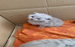 British Shorthair cats for sale: Liliac BSH two female  - Image 12