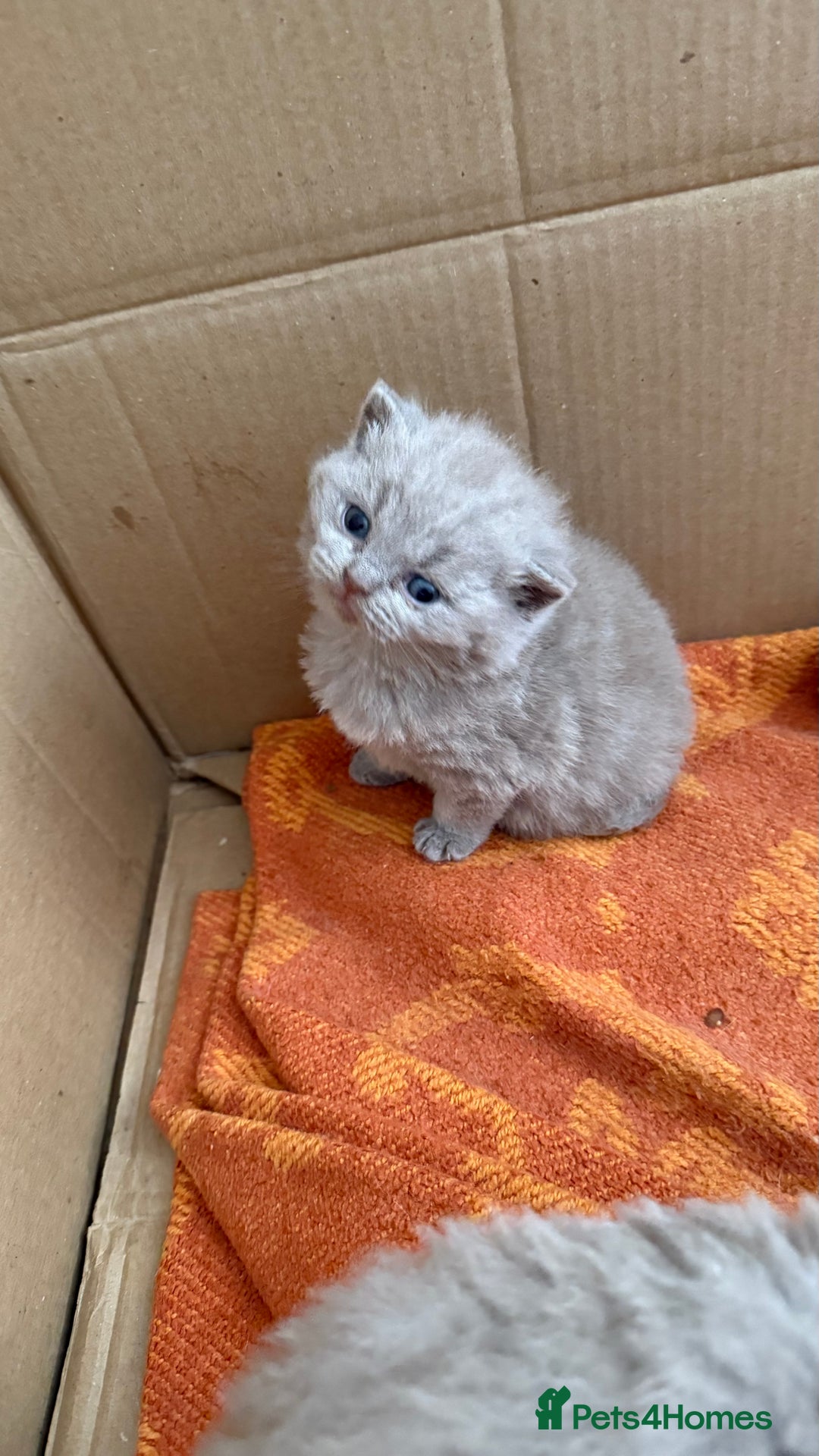 British Shorthair cats for sale: Liliac BSH two female  - Image 12