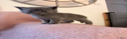 Scottish Fold cats for sale: 8 Beautiful blue Scottish folds  - Advert 5