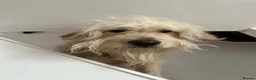 Goldendoodle dogs for stud: Proven F1 Goldendoodle for Stud in Penzance - Advert 10