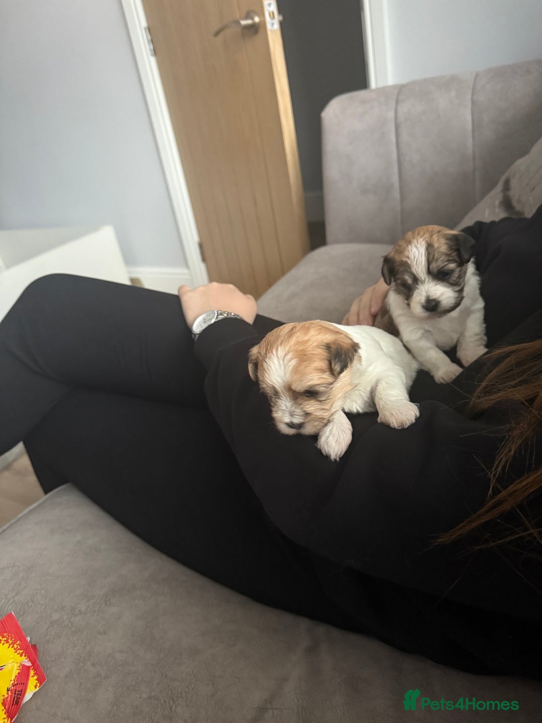 Mixed Breed dogs for sale: Absolutely gorgeous lhatese puppies - Advert 14