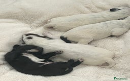 Mixed Breed dogs for sale: Rare Dalmadoodles - Image 14
