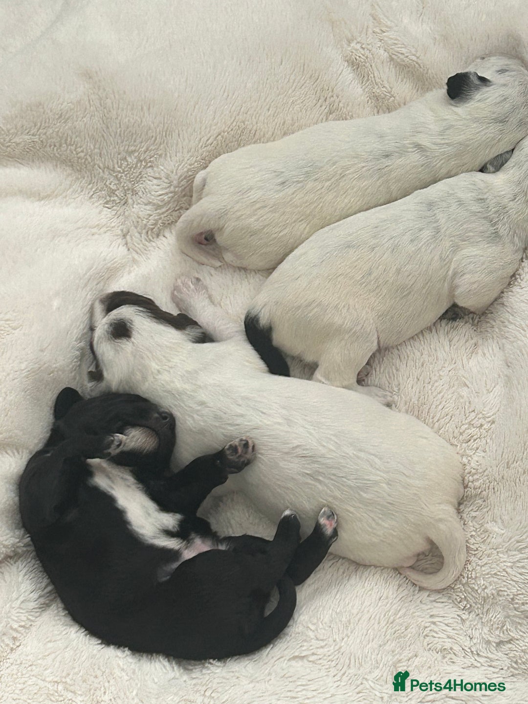 Mixed Breed dogs for sale: Rare Dalmadoodles - Image 14