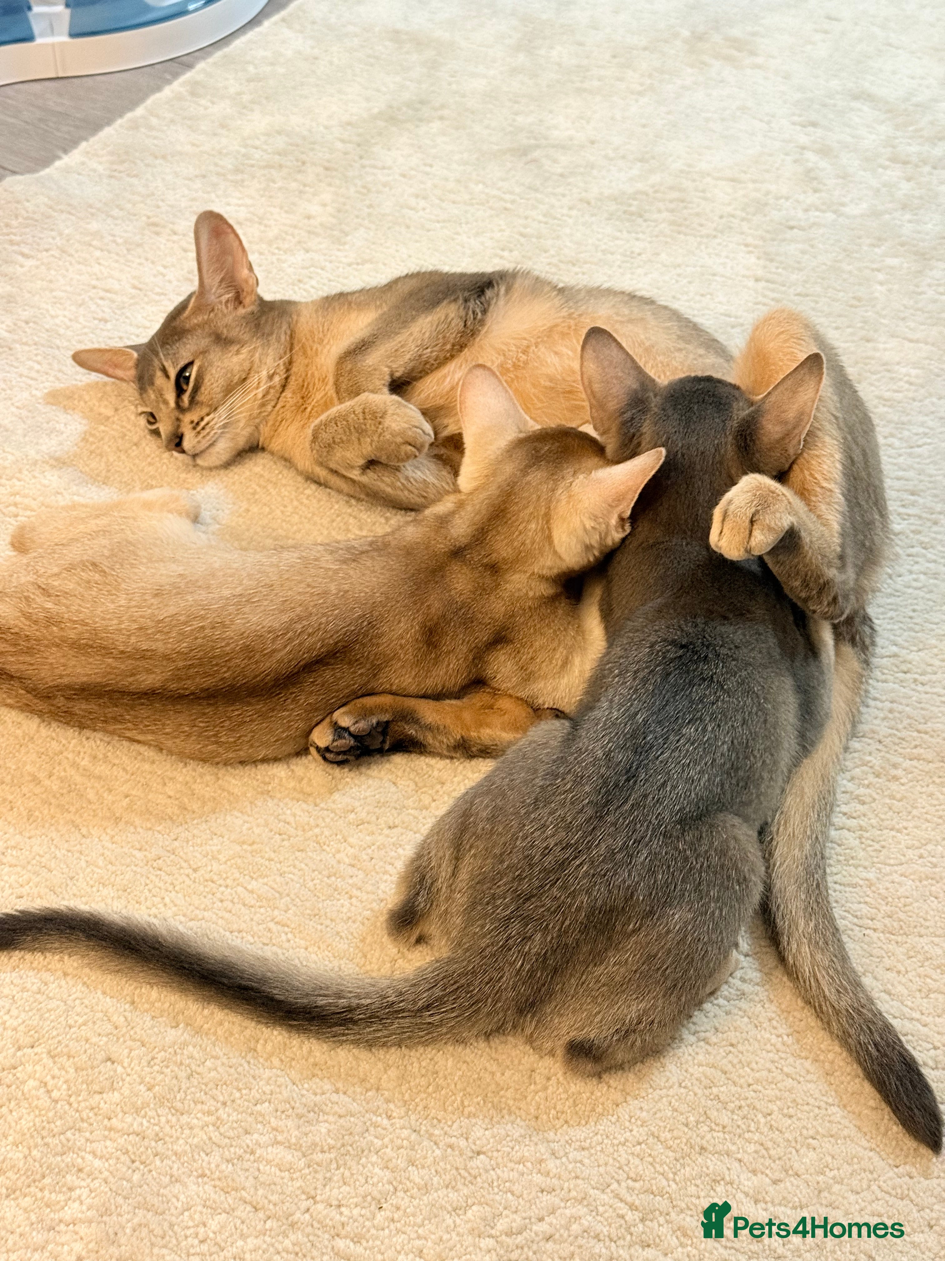 Abyssinian cats Abyssinian Kittens 🐾 - Advert 1