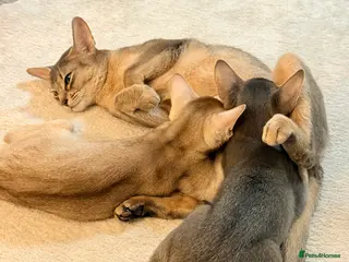 Abyssinian cats Abyssinian Kittens 🐾 - Advert 1