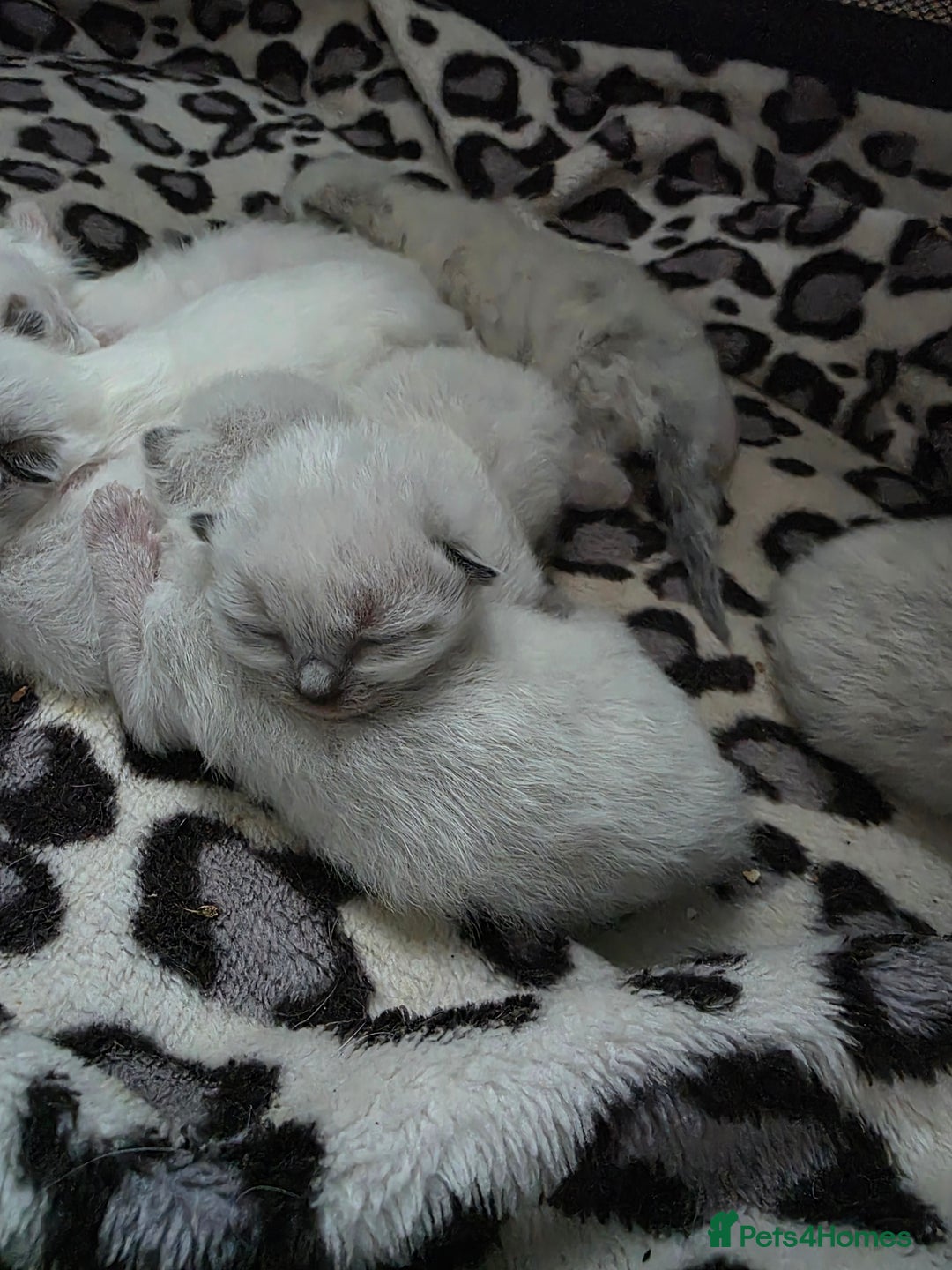 Ragdoll cats for sale: Ragdoll kittens😻🩵💜4 Girls and 1 Boy🙀 - Image 7