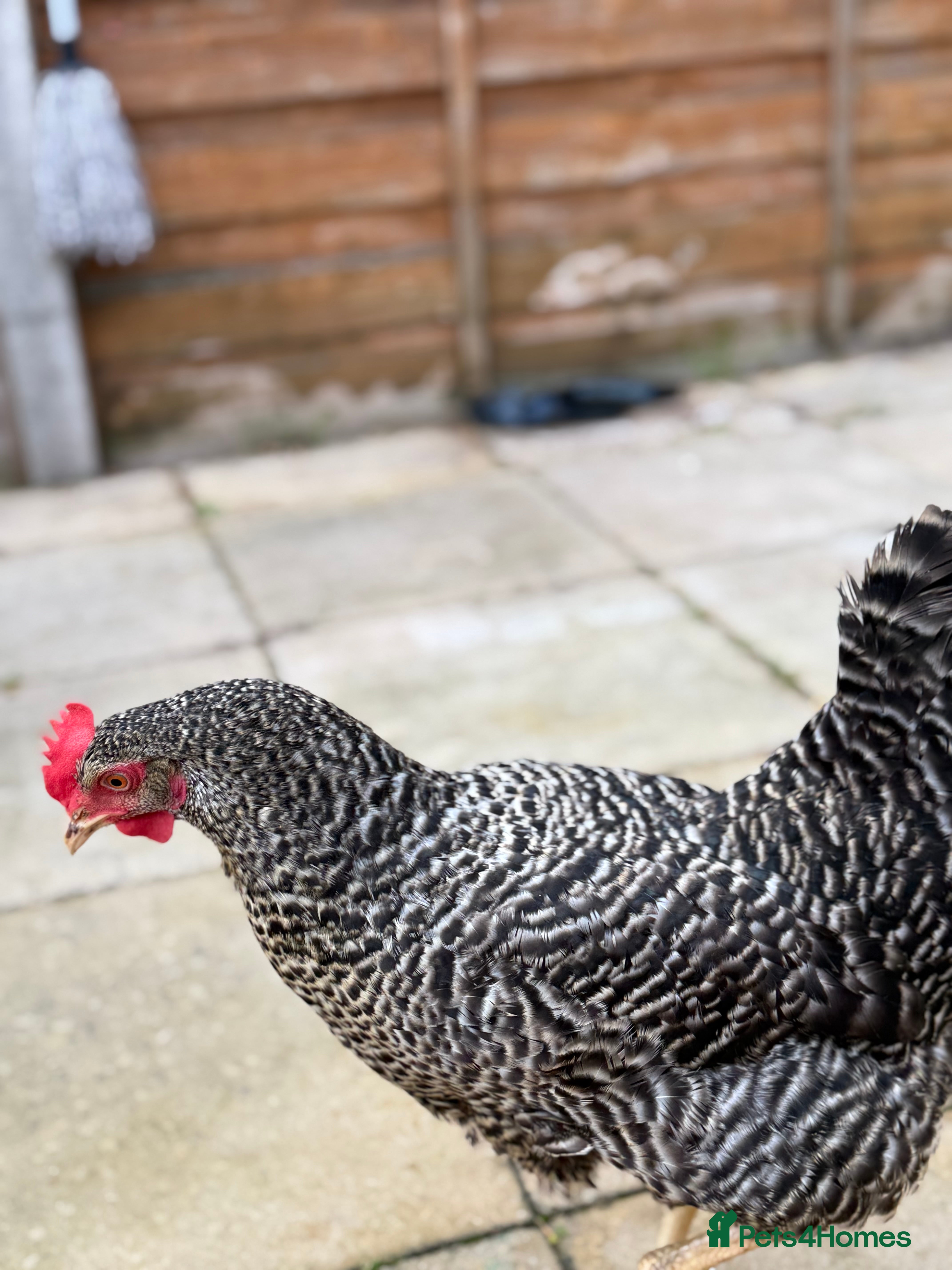 Chickens poultry Laying Plymouth Rock hen - Advert 5