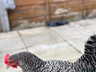 Chickens poultry Laying Plymouth Rock hen - Advert 5