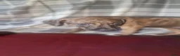Mixed Breed dogs for sale: Whippet X Lurcher Puppies - Advert 26