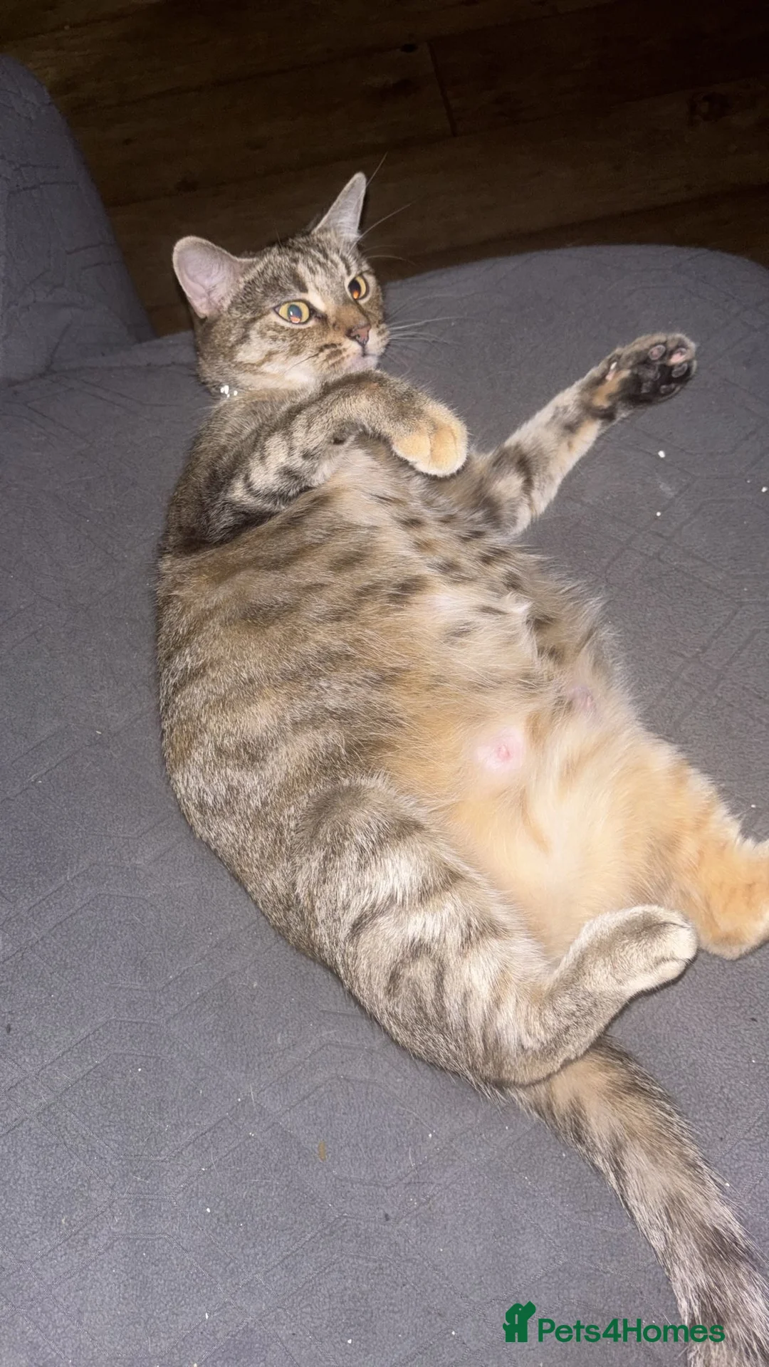 Mixed Breed cats for sale: Cute Kittens  in Bilston - Advert 2