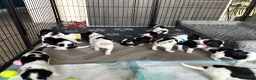 English Springer Spaniel dogs for sale: KC Registered English Springer Spaniel puppies - Advert 6