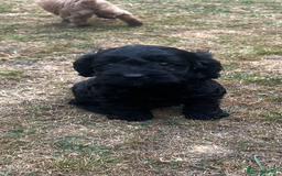 Cockapoo dogs for sale: Gorgeous F1 Cockapoo puppies - Image 5