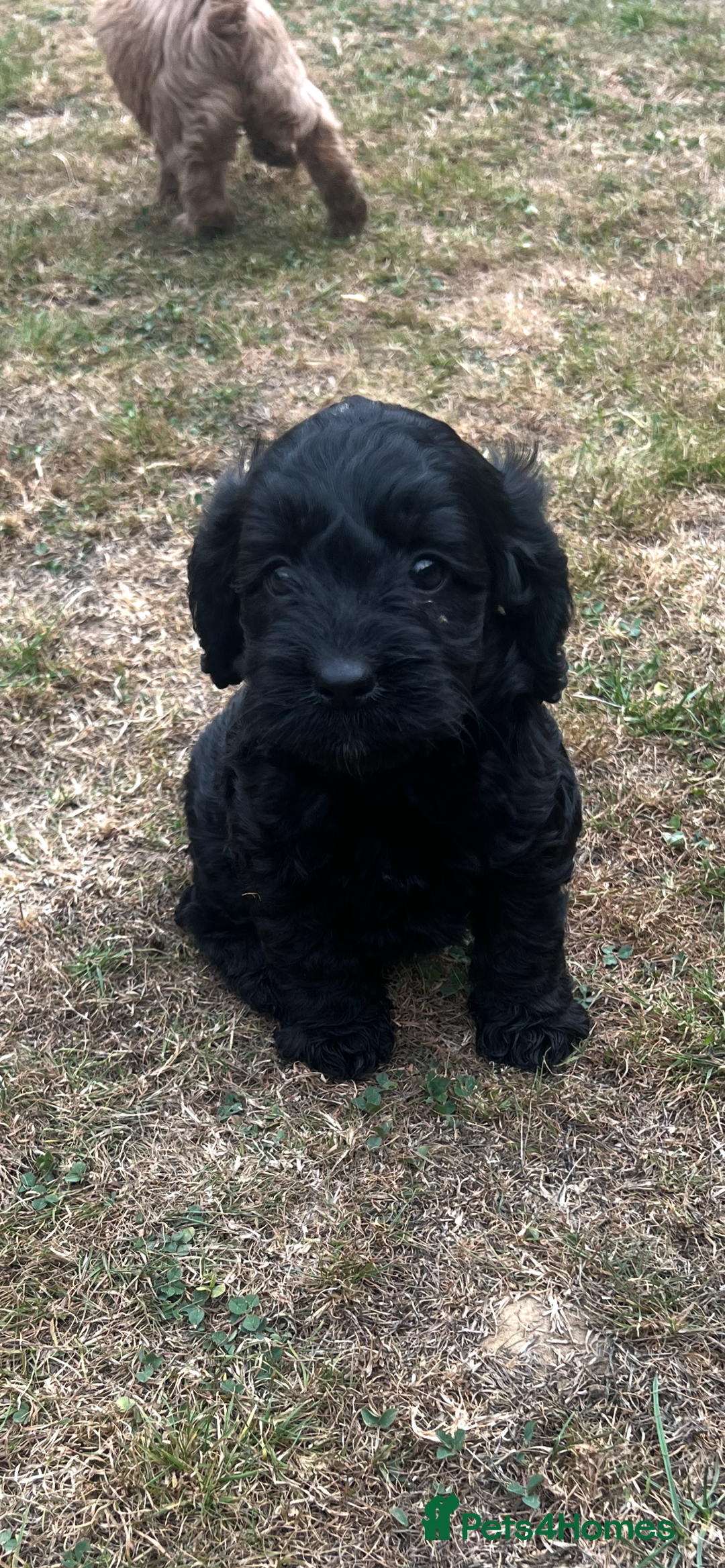 Cockapoo dogs for sale: Gorgeous F1 Cockapoo puppies - Image 5