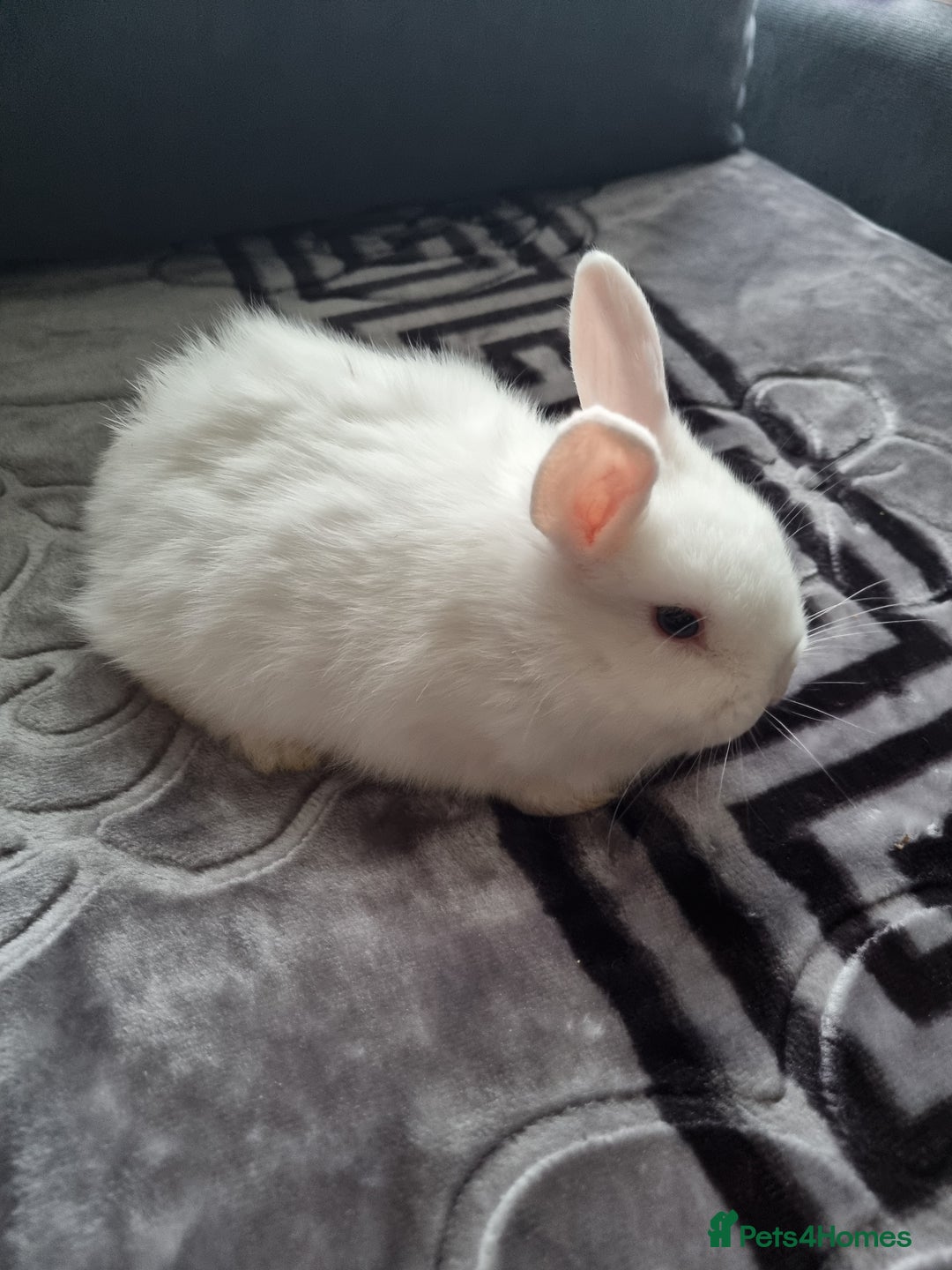 Mixed Breed rabbits for sale: Baby rabbits - Advert 4