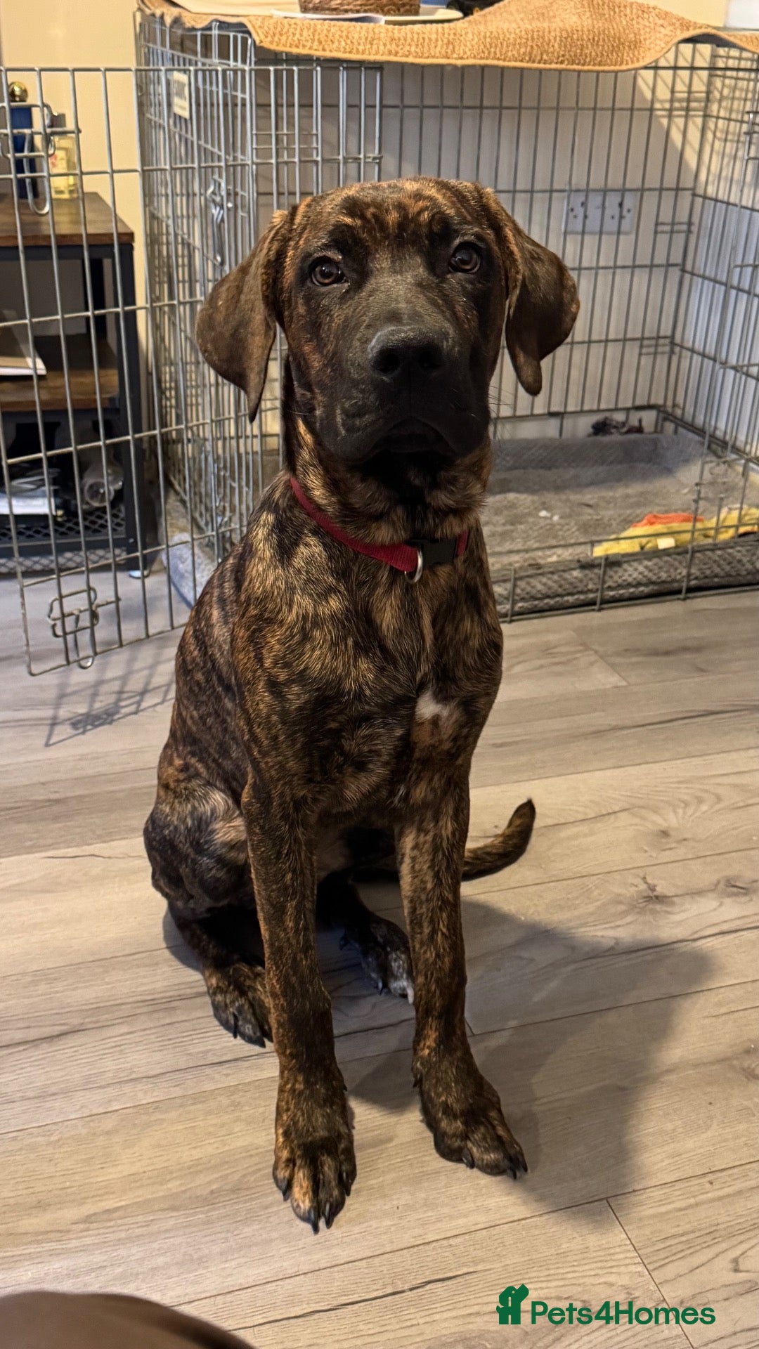 Mixed Breed dogs for sale: Koba- cane corso mix - Advert 12