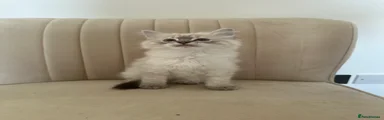Ragdoll 1