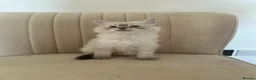 Ragdoll cats for sale: Ragdoll X Lynx kitten - Advert 7
