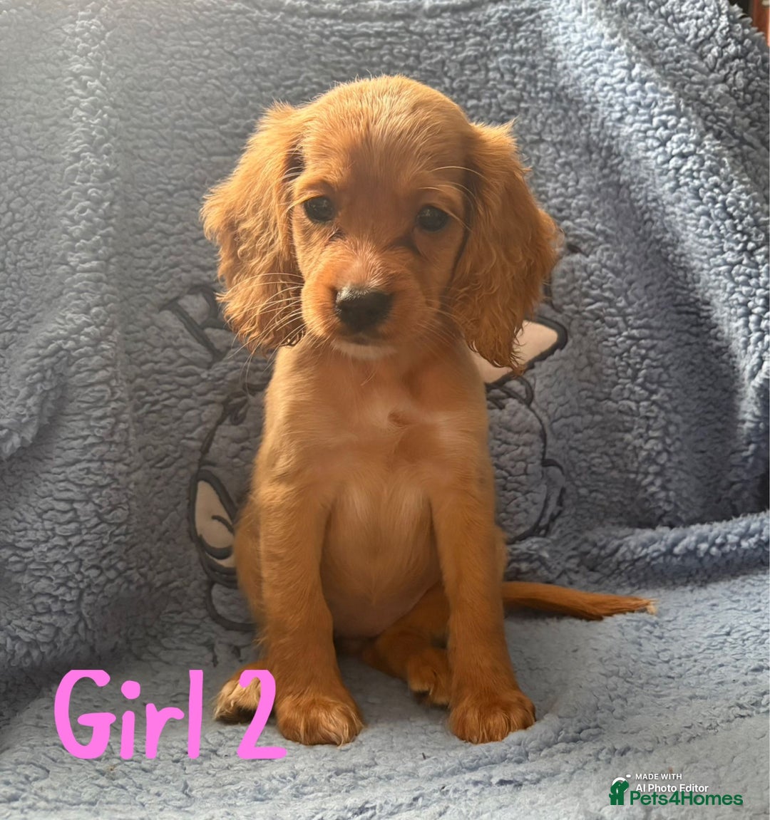 Cockapoo dogs for sale: F1b cockapoo - Image 5