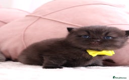 British Shorthair cats for sale: 🎄 British Shorthair - Ready 21 December - Image 9