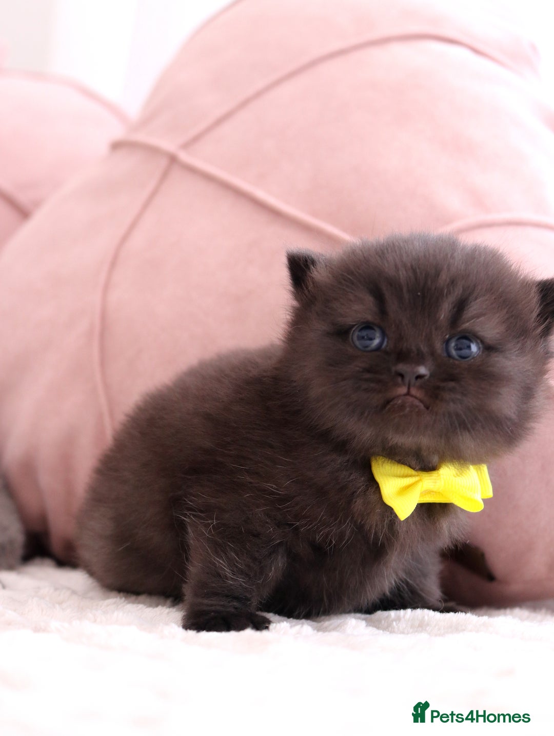 British Shorthair cats for sale: 🎄 British Shorthair - Ready 21 December - Image 9