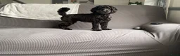 Cockapoo dogs for sale: Black Cockapoo female 11 months  in Gravesend - Advert 3