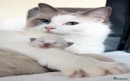 Ragdoll cats for sale: Gorgeous Male Ragdoll Kitten- Ready Now - Image 11