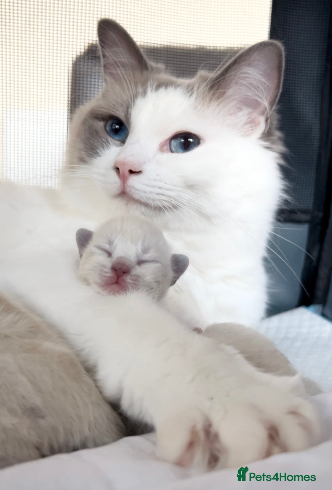 Ragdoll cats for sale: Gorgeous Male Ragdoll Kitten- Ready Now - Image 11