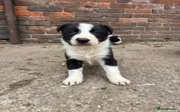Border Collie dogs for sale: 2 dog pups for sale  - Image 5