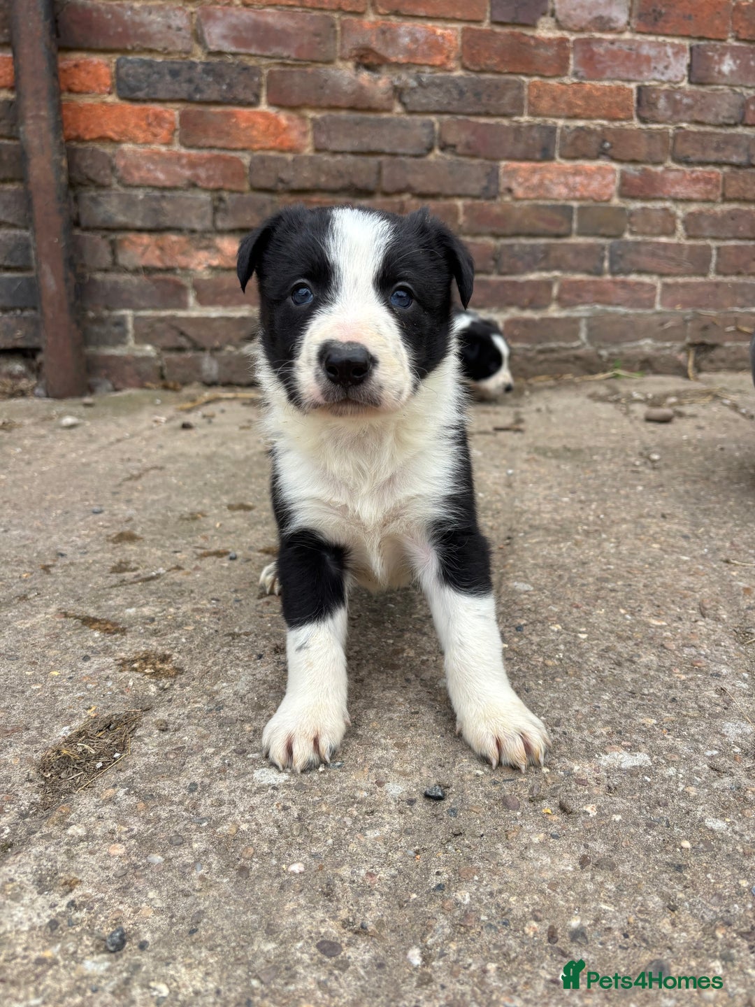 Border Collie dogs for sale: 2 dog pups for sale  - Image 5