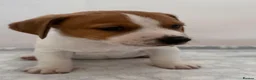Jack Russell dogs for sale: Bred From Health Tested Parents - Advert 17