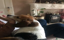 Beagle dogs for adoption: Poppy Beagle for adoption - Image 9