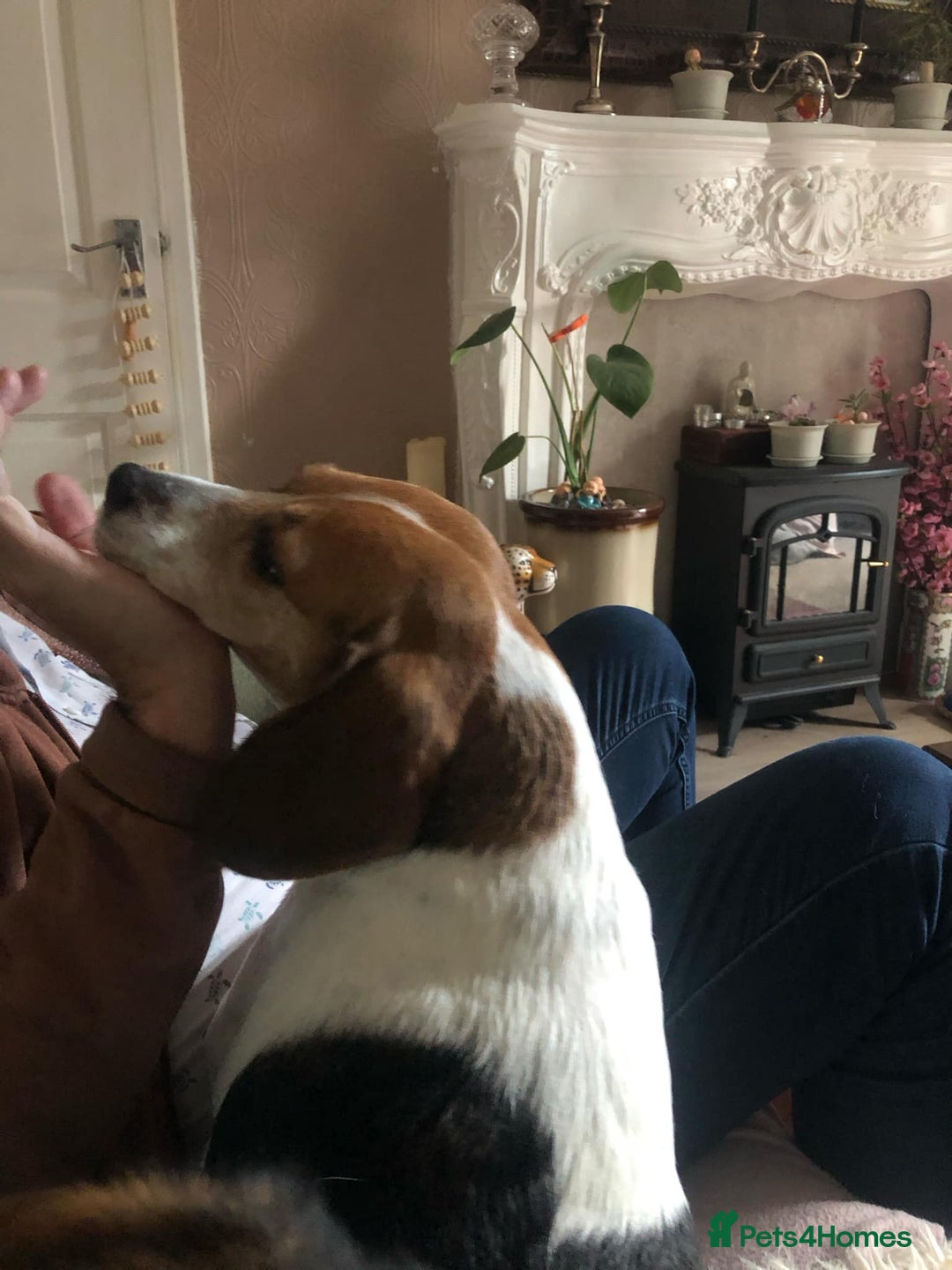 Beagle dogs for adoption: Poppy Beagle for adoption - Image 9