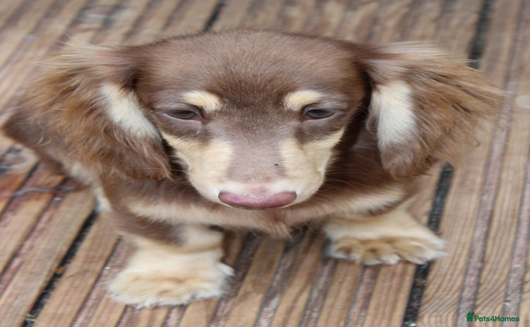 Miniature Dachshund dogs - Advert 5