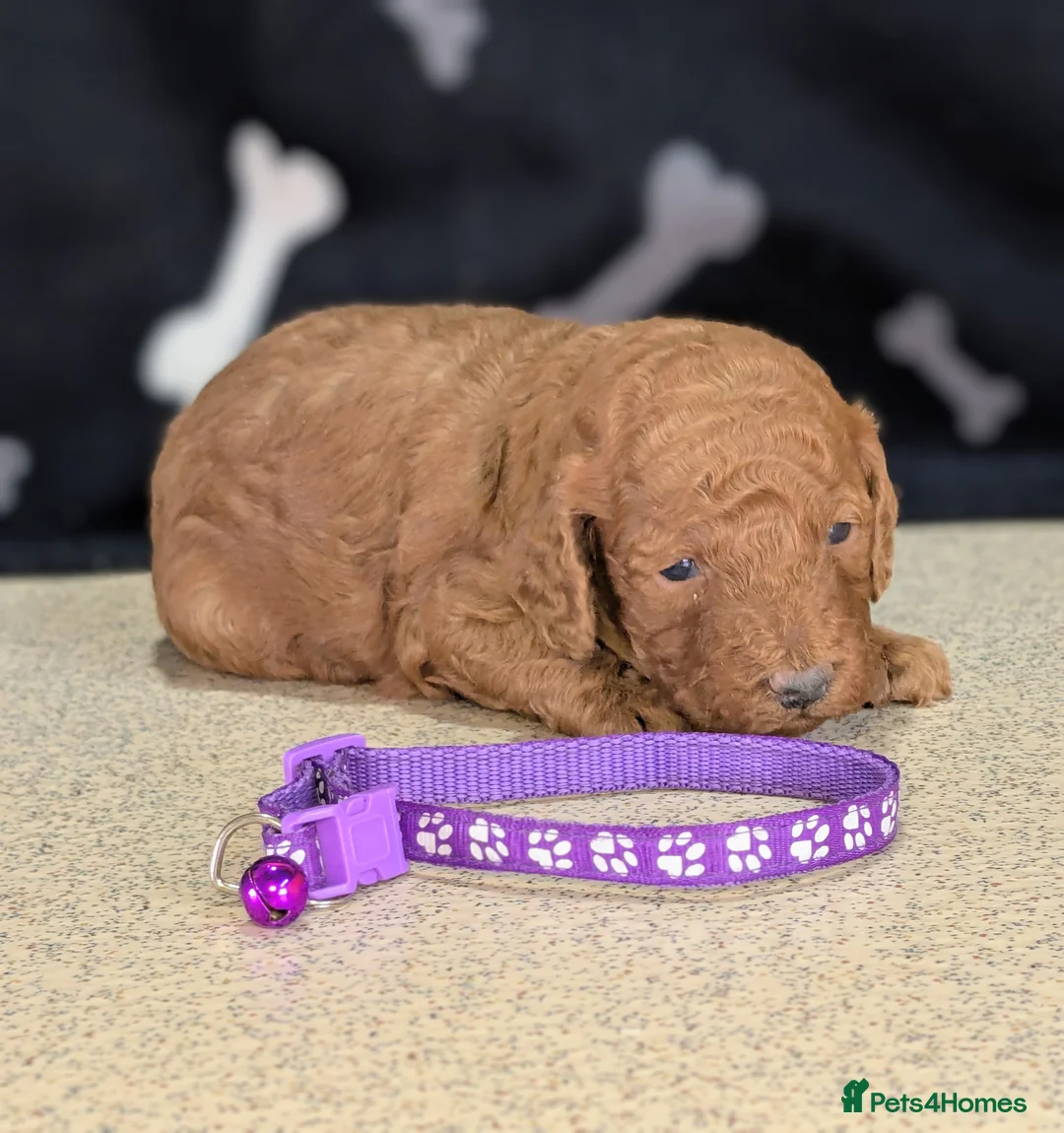 Cockapoo dogs for sale: 🐾 Stunning F1b Cockapoo Puppies. - Advert 9