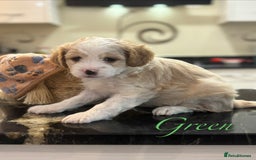 Mixed Breed dogs for sale: Peke-a-Chon puppies 🐶  - Image 4