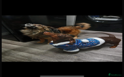 Mixed Breed dogs for sale: Dameranian Puppies  - Advert 2