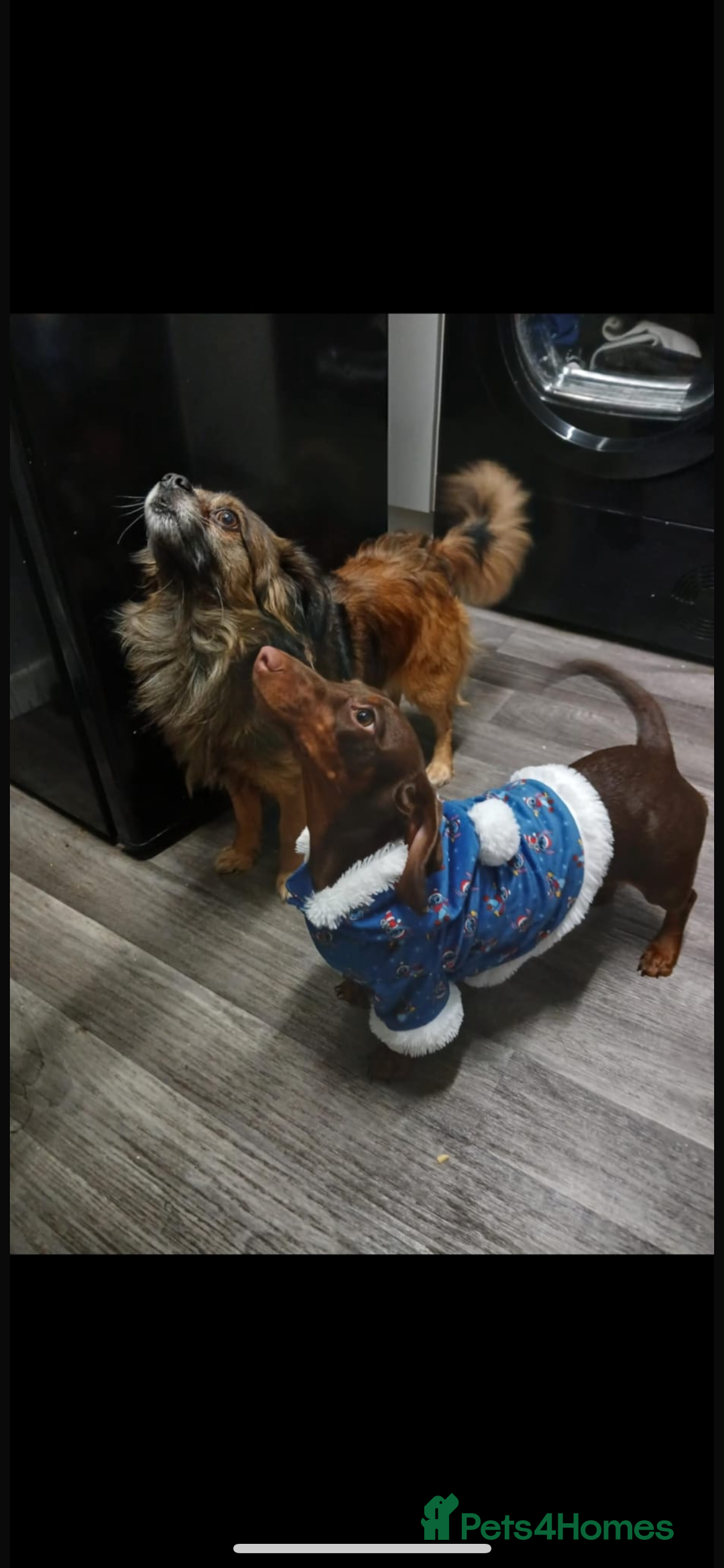 Mixed Breed dogs for sale: Dameranian Puppies  - Advert 2