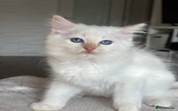 Ragdoll cats for sale: Ragdolls kittens  - Image 2