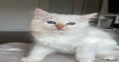Ragdoll cats - Advert 12