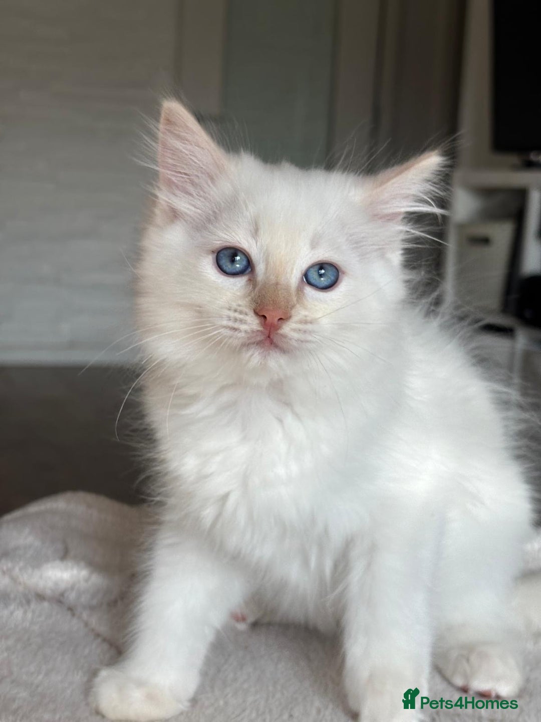 Ragdoll cats for sale: Ragdolls kittens  - Image 2