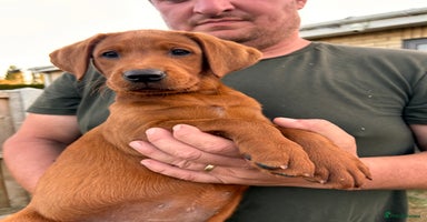 Labrador Retriever dogs - Advert 3