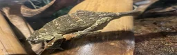 Mixed Breed reptiles for sale: Reptiles for sale in Taunton - Advert 5