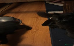 Mixed Breed cats for sale: 4 playful fluffy long haired black kittens  - Image 6