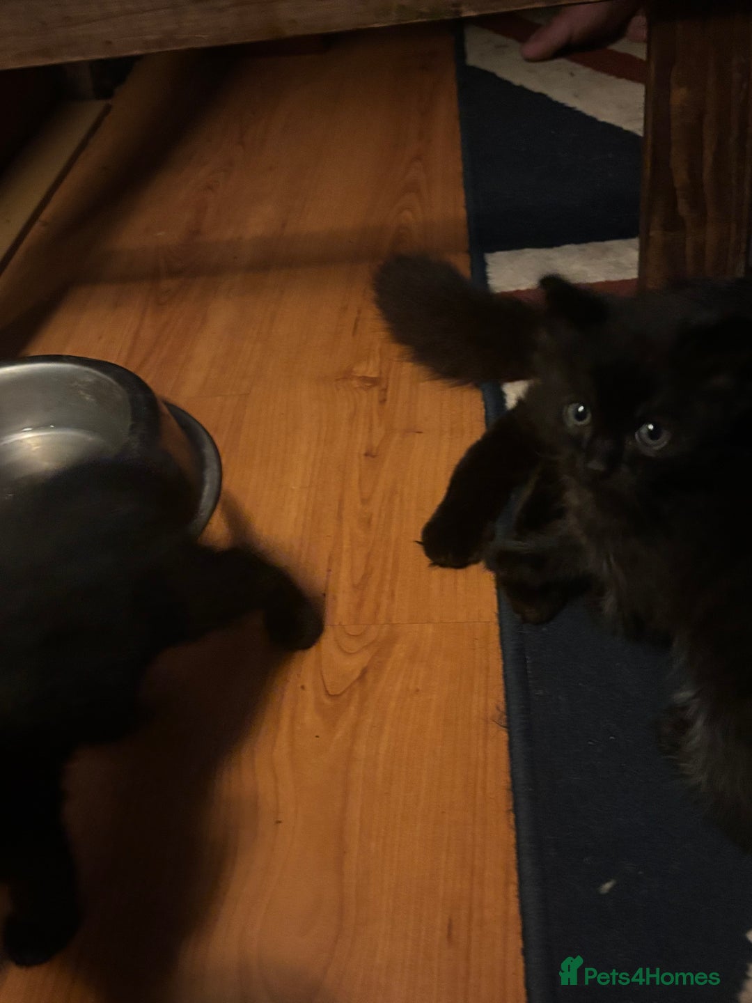 Mixed Breed cats for sale: 4 playful fluffy long haired black kittens  - Image 6