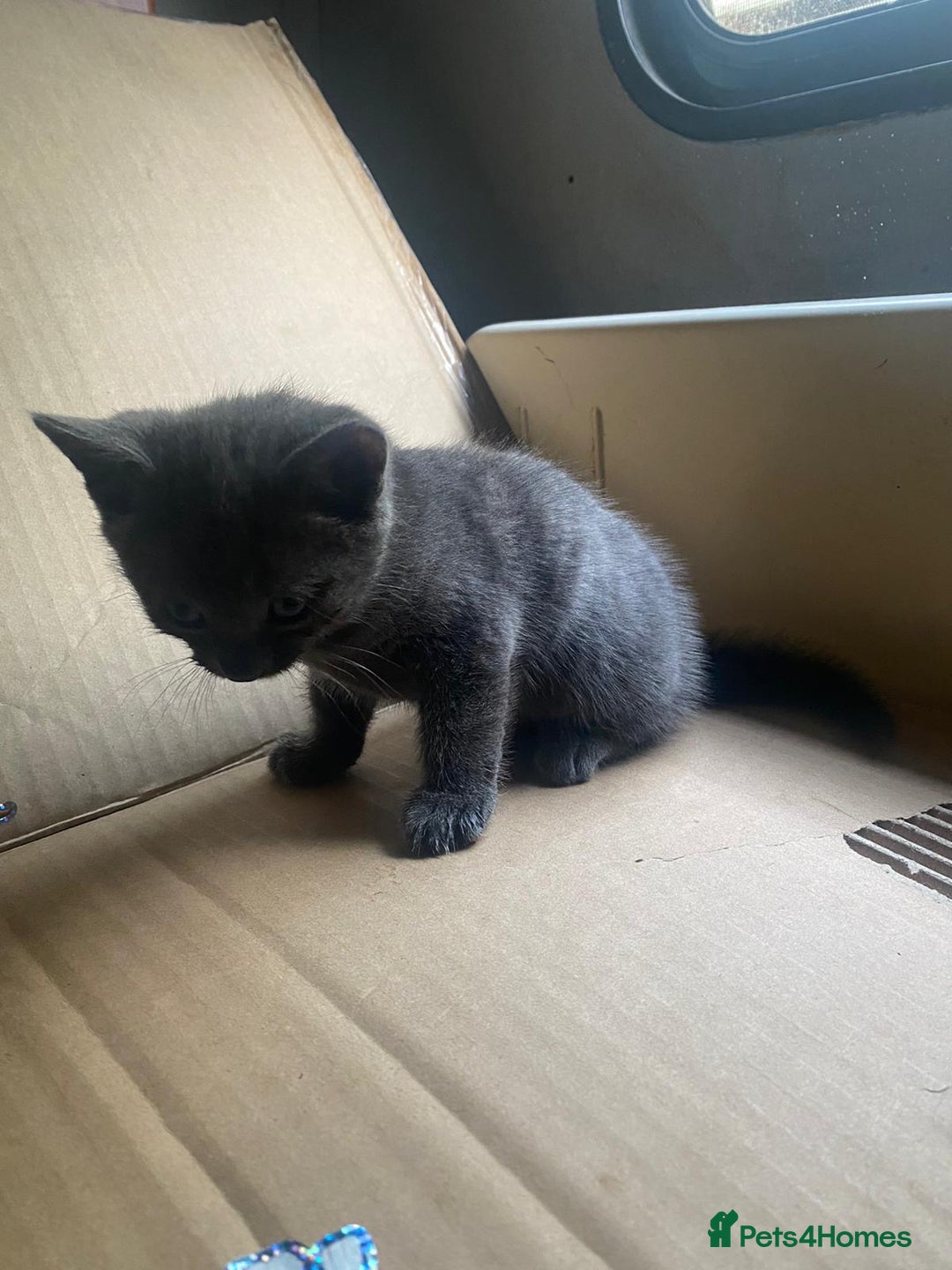 Russian Blue cats for sale: Russian blue kittens  - Image 9