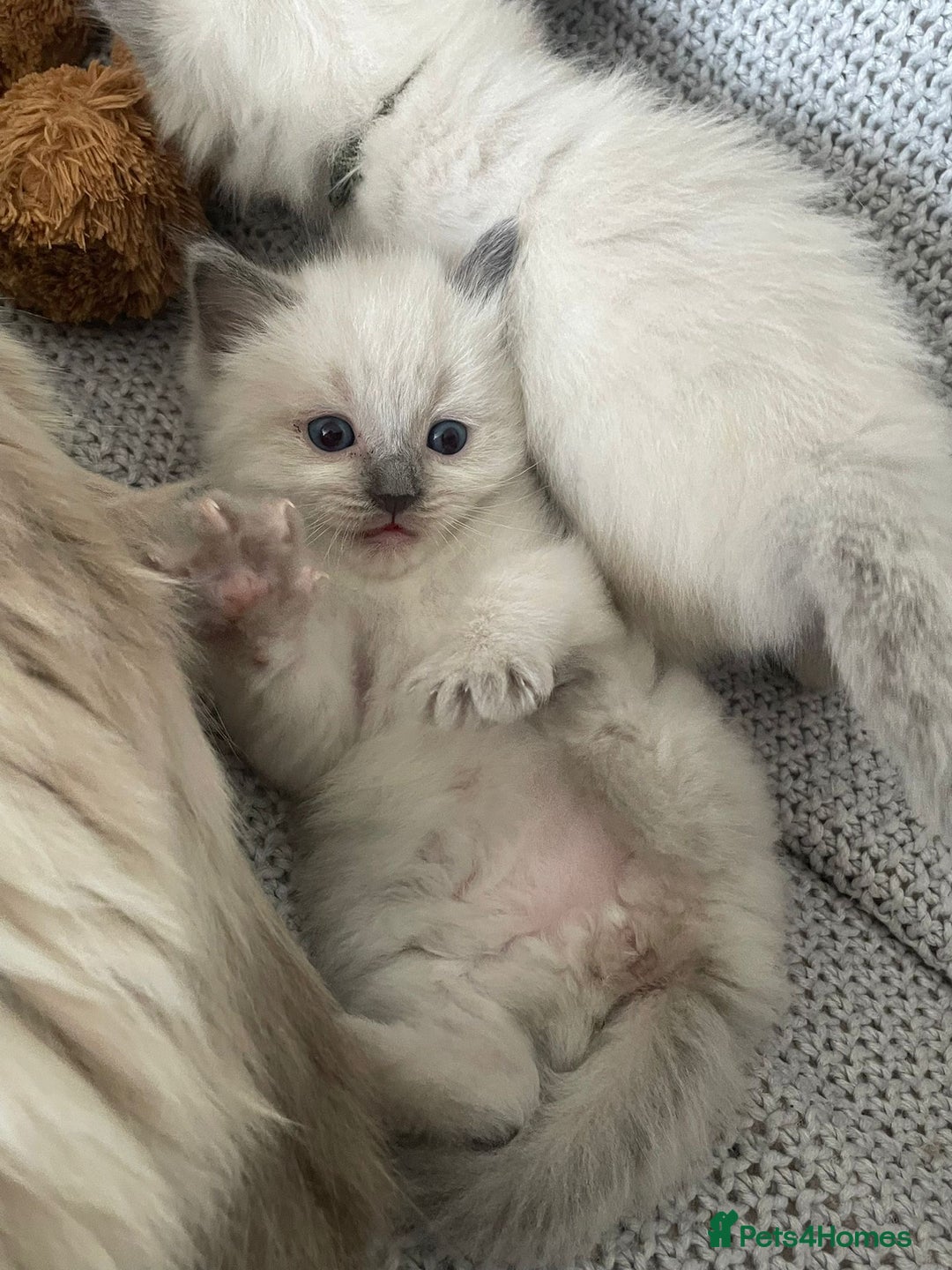 Ragdoll cats for sale: GCCF Ragdoll Kittens - Image 10